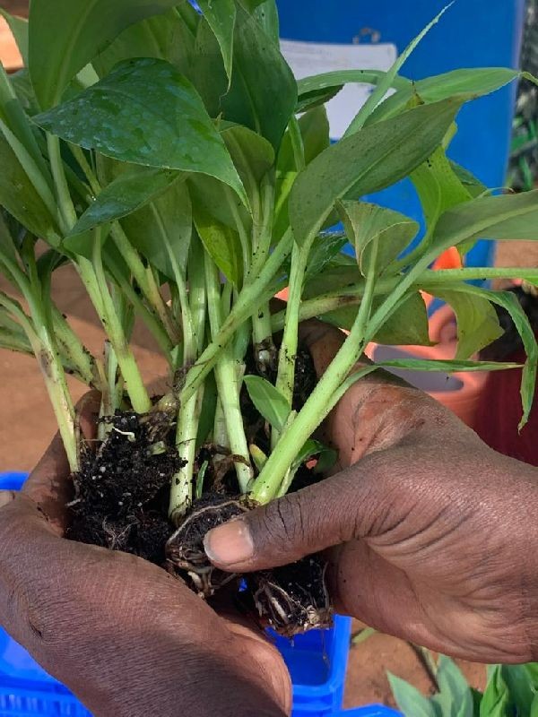 Krishi Bounty