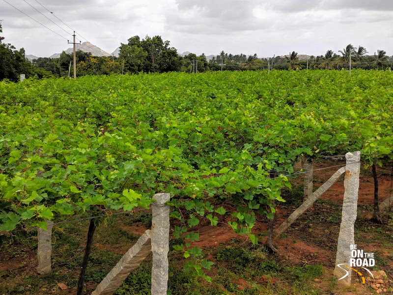 Vineyard